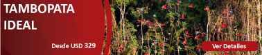 TAMBOPATA-4
